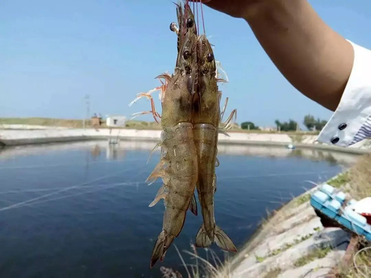 Shrimp and Prawn Aquaculture Fish Pond Aerator Ring Blower